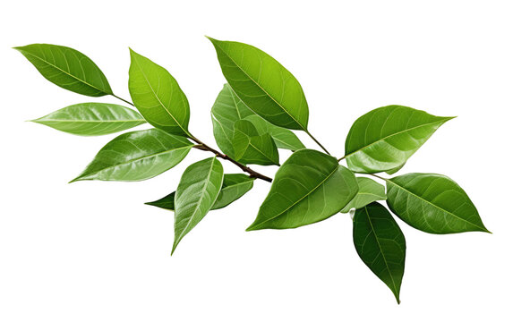 Fototapeta Green Leaves Branch. A branch with vibrant green leaves. The leaves are lush and healthy, showcasing the beauty of nature in its simple form.