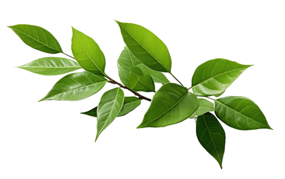 Green Leaves Branch. A branch with vibrant green leaves. The leaves are lush and healthy, showcasing the beauty of nature in its simple form.