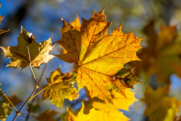 Yellow autumn leaves on trees in sunny weather.