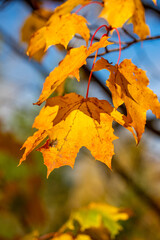 Yellow autumn leaves on trees in sunny weather.