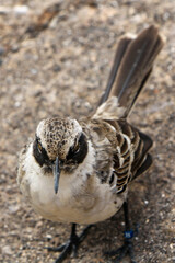 Galapagos Mockingbird  closeup