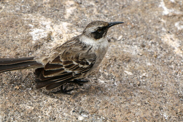 Galapagos Mockingbird