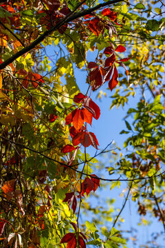 Red autumn leaves of trees in the sun.
