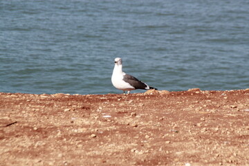 Safi City, Morocco