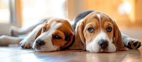 A small beagle puppy is lying beside its older sibling dog on a hard floor surface. Both dogs appear relaxed and content as they rest together.