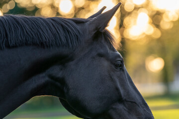 portrait of a horse black horse during golden hour sunset