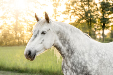 White grey Connemara mare pony horse with dapples cute in beautiful summer spring sunlight fresh colors