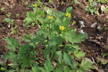 春に咲く山野草の花。ウマノアシガタ。