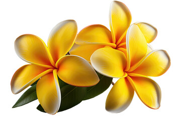 Obraz premium Yellow Flowers With Green Leaves. Three vivid yellow flowers with delicate green leaves are elegantly displayed against a pristine white background.