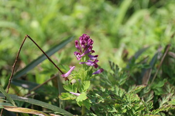 春に咲く山野草の花。ムラサキケマン。