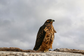 Galapagos hawk on the beach