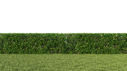 Realistic green bush and grass transparent background. 3d rendering png.	