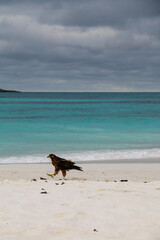 Galapagos hawk on the beach