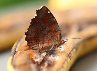 Angled Castor - Ariadne ariadne