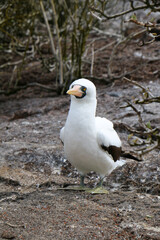 Galapagos Nazca Booby Bird