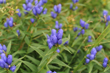 Beautiful blue petals and flowers of Gentiana triflora with green leafs in Asahi-dake mountain,...