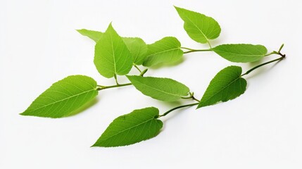 Obraz premium Green leaves on a white background
