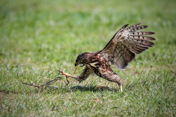 Crested Goshawk bird fighting with snake