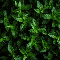 Vibrant Green Leaves Against a Black Background