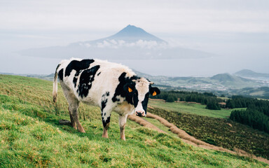 A cow stands in the meadow, grazing with a breathtaking view of Portugal's highest mountain. In the...