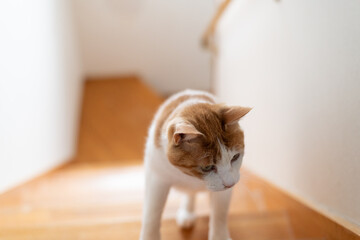 階段を上る猫　茶トラ白