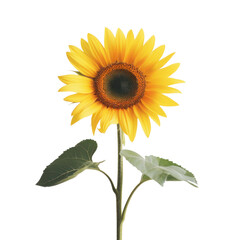 sunflower simple minimalistic abstract on transparency background PNG