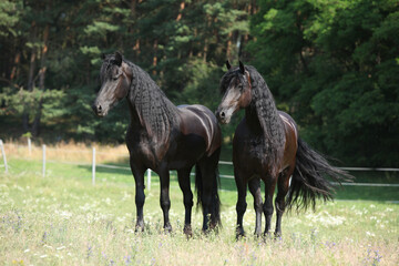 Two friesians mares standing on pasturage together