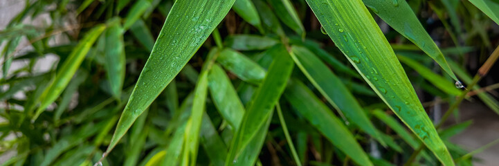 Close-up of fresh green bamboo leaves with morning dew, vibrant natural background with space for text on the right