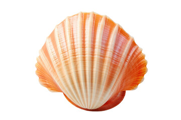 A detailed close up of a single shell, showcasing its intricate patterns. The shells curves and ridges are highlighted in sharp detail.