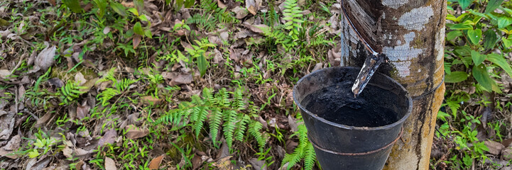 Natural rubber latex dripping into a collection cup from a tapped rubber tree in a plantation, with...