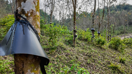 Rubber plantation with tapped trees and buckets collecting latex, showcasing sustainable...