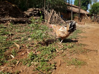 an indian backyard hen is wandering on a dirt path
