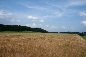 Fototapeta na wymiar Vast barley field at summer afternoon