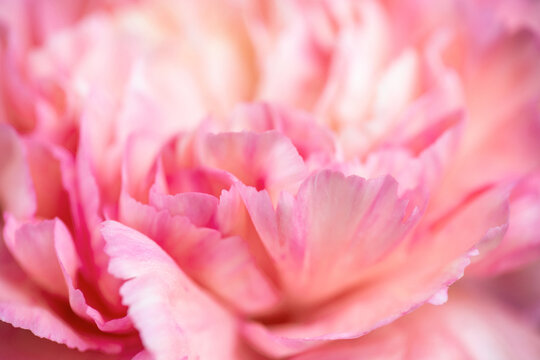Extreme close up of a pink peony flower,floral abstract background © Delphotostock