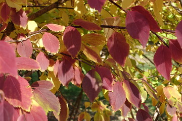 Red and yellow autumnal foliage of forsythia in mid October