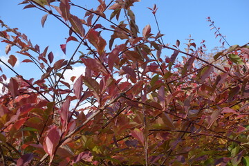 Sky and red autumnal foliage of forsythia in mid October