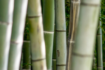 Fototapeta premium green bamboo garden pattern close up