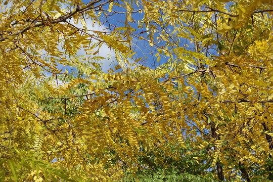 Autumnal foliage of Gleditsia triacanthos against blue sky in mid October