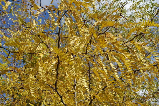 Bright yellow autumnal foliage of Gleditsia triacanthos in mid October