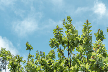 Santalum paniculatum, ʻIliahi in Hawaiian. Royal Hawaiian Sandalwood. Hawaiʻi Volcanoes National Park.  Devils Throat. Chain of Craters Rd
