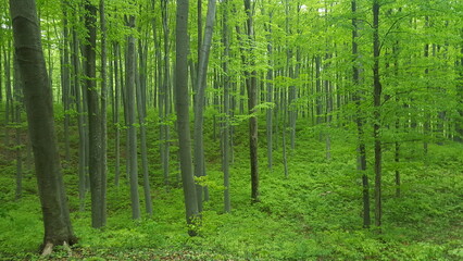 A vibrant, verdant forest abundant with a multitude of trees, creating a breathtaking landscape rich in shades of green.