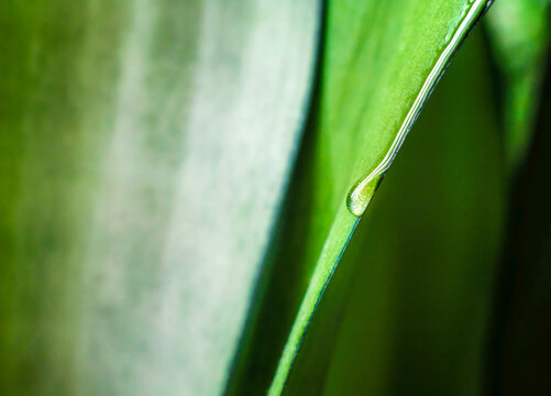 drop of dew on a green leaf of a plant macro close up