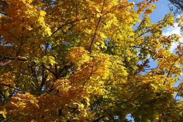 Multicolored autumnal foliage of Norway maple tree in October
