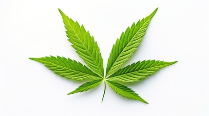 Green cannabis leaf on white background, natural herbal medicine, copy space