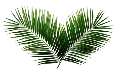 Obraz premium A close up view of a single palm leaf, showing its intricate veins and textures, set against a clean white background. The leaf appears vibrant and detailed, showcasing its natural beauty.