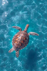 Fototapeta premium Majestic sea turtle swimming serenely in crystal clear ocean waters surrounded by coral reefs