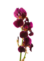 Sprig of three dark purple Iris flowers isolated on a white background. - 747895614