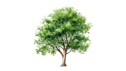 Watercolor tree cut out. Green tree in watercolor on transparent background