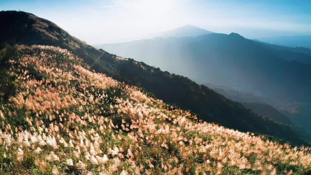 drone aerial view sunset golden sunshine In autumn miscanthus flowers bloom all over the mountain with hills in the background