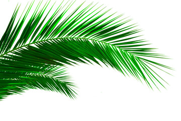 Isolated palm leaf on white background. Palm branch transparent. Green tropical plants decoration elements, png file